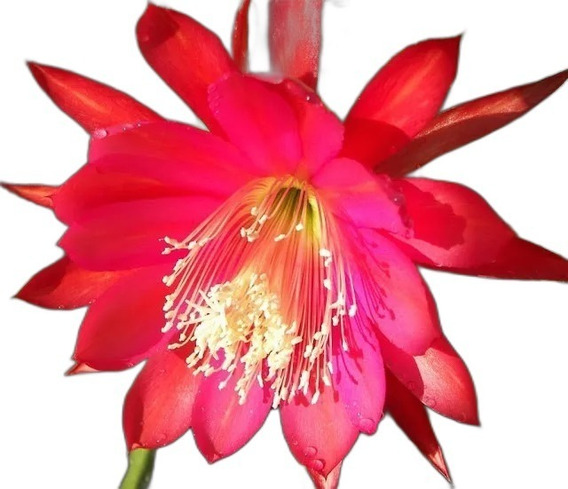 Muda De Cacto Orquidea Flor Vermelha 20cm | Parcelamento sem juros