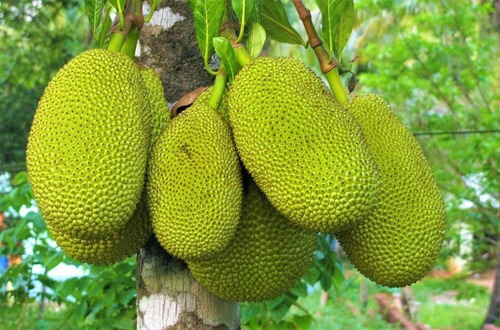 Plantas De Mamey, Yaca Y Lichy Con Envío