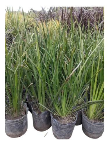 Promo Pack 10 Dietes Grandiflora - Planta Pleno Sol - 3 Lts
