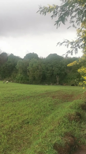 Vendo 9 Hectareas Con Roles De 5000 M2 Chillan Viejo
