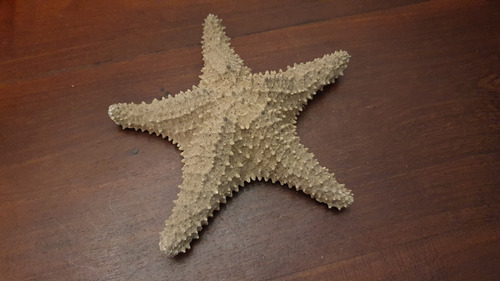 Imagen 1 de 7 de Estrella De Mar Natural Grande 32 Cm De Mexico