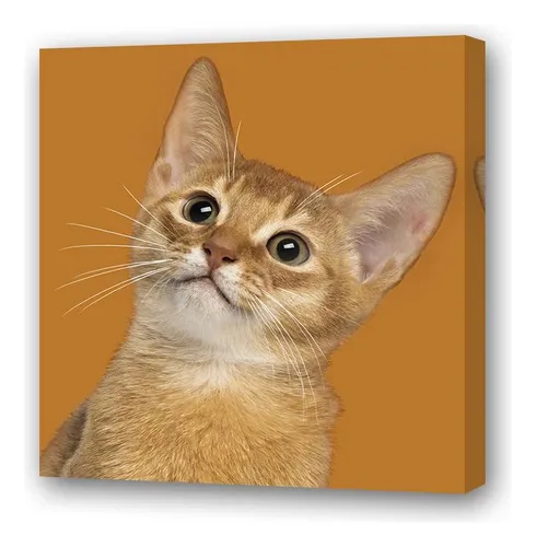 Cuadro 20x20cm Gato Naranja Perfil Fondo Negro