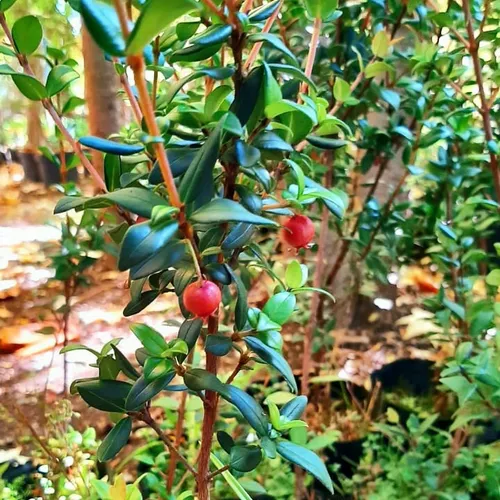 Planta De Murta - Murtilla (ugni Molinae) Frutal Nativo!!