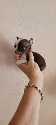 Chihuahuas Hembritas Mini . Chocolate . Papá Lilac Chocolate Cuello Blanco