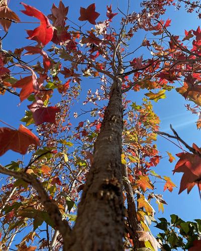 Árbol Liquidambar Rojo Intenso - 4 Mts