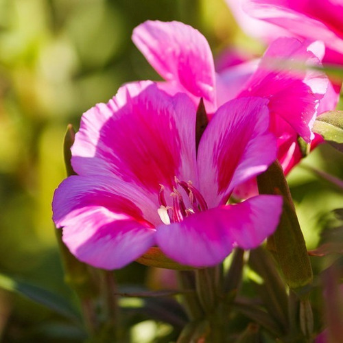 50 Semillas Godetia Flor De Azalea Mix