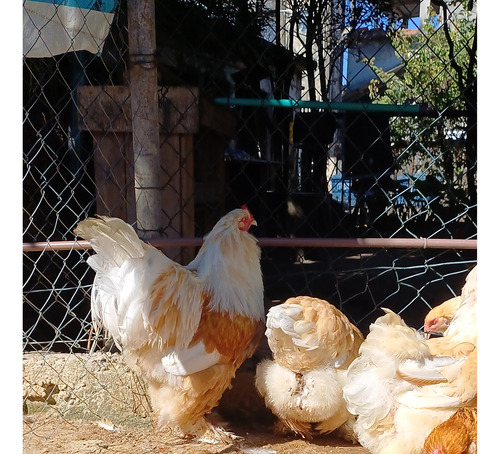 Ovos Férteis Brahma Lemon 12 Ovos