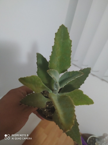 Kalanchoe Beharensis Roseleaf Suculenta Ahora Mercado Envío