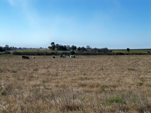 Chacras Venta Carmelo