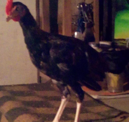 Gallos De Pelea