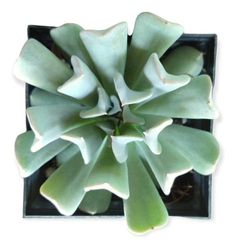 Echeveria Runyonii 15 Pzas