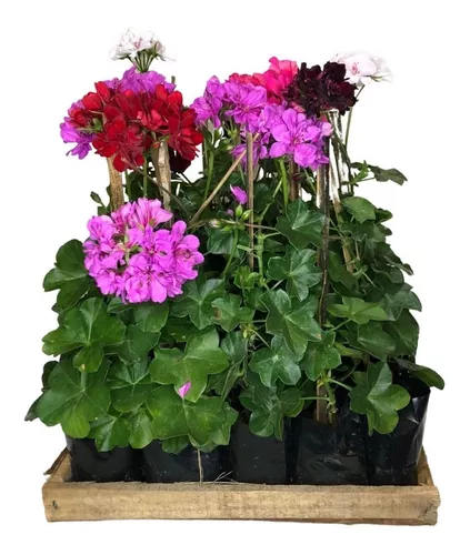 4 Mudas Gerânio Pendente - Pelargonium - Cores Diversas