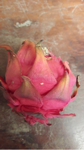 Imagen 5 de 5 de Esquejes De Pitahaya Roja De 60 Cm.