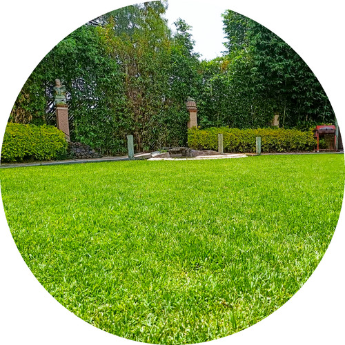 Semilla De Pastos Deportivos / Jardín Mezcla Premium (1 Lb)