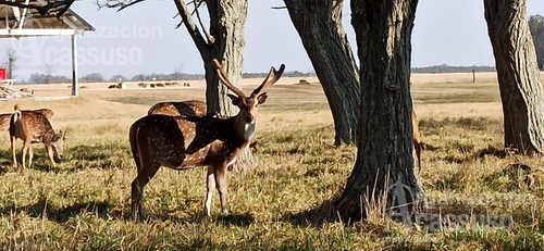 Lote En Chacras De La Alameda, Carmen De Areco 