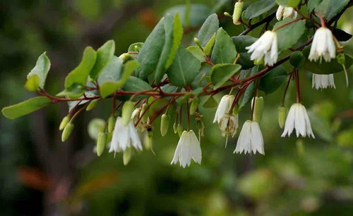 Patahua Patagua Pequeño Árbol Ornamental Nativo