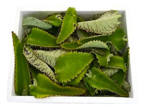 Hojas De Kalanchoe Daigremontiana Organico 250 Gr Curativo 