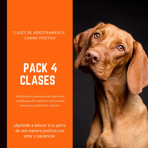 Imagen 3 de 5 de Clases De Adiestramiento Canino 100% Positivo