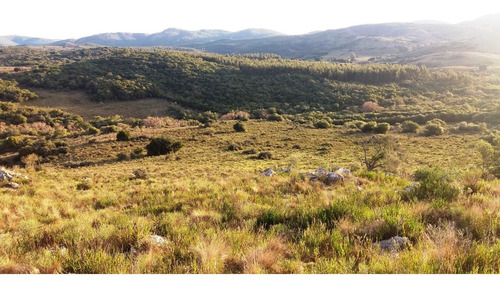 Imagen 17 de 30 de Campo 142 Hectareas Ganadero Forestal Lavalleja
