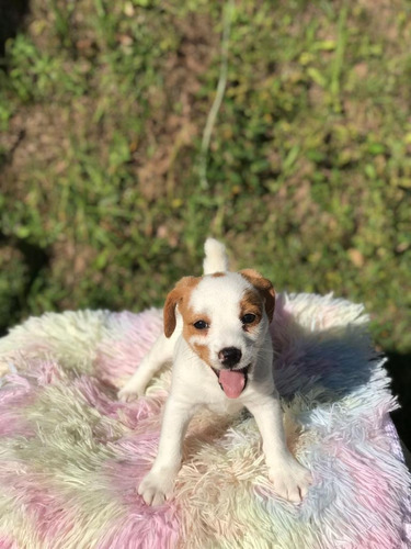 Perro Jack Russell Terrier Disponibles Cachorros