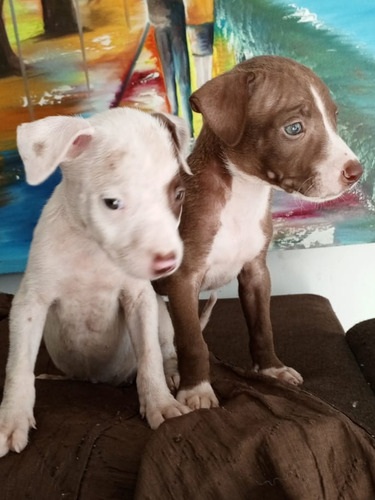 Cachorros De Raza Pitbull American.