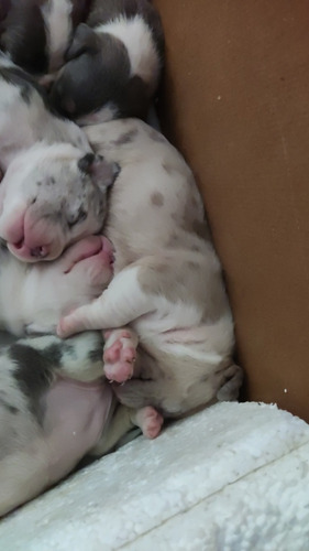 Pit Bull American Bully