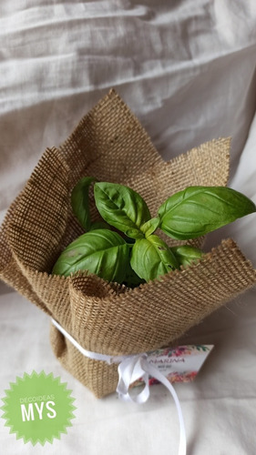 Souvenirs De Plantines De Aromáticas X 10