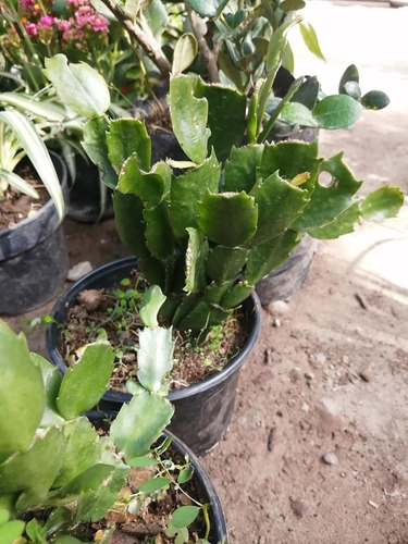 Planta Cactus Navideño