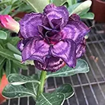 Comprar Semillas De Adenium Obesum 2 Semillas De Rosa Del Desierto F
