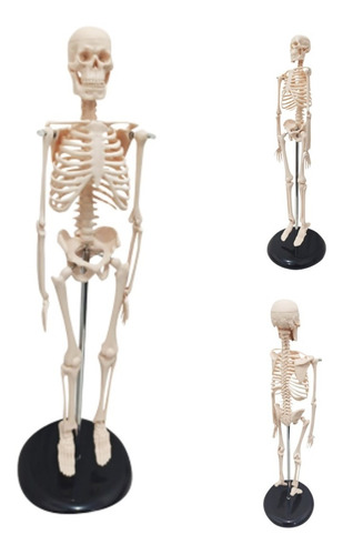 Esqueleto Humano - Modelo Anatômico Com 45 Cm.