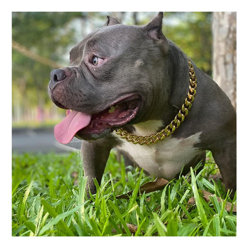 Collar De Cadena De Perro Dorado Con Diseño De Hebilla Y De