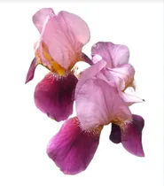 Comprar Lirio Germanico Indian Chief - Iris Morado Morado