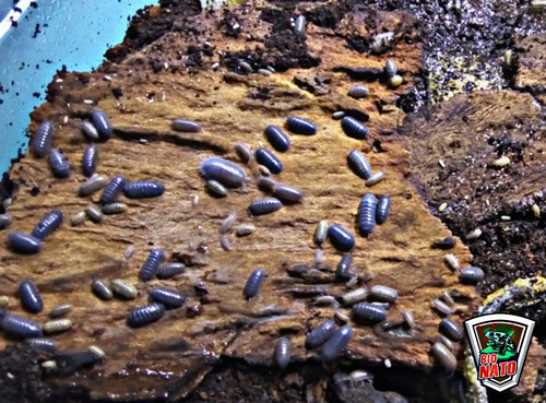 Cochinilla Isopodo (armadillidium Vulgare) 30pz
