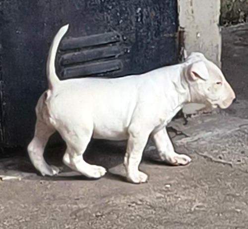 Bull Terrier