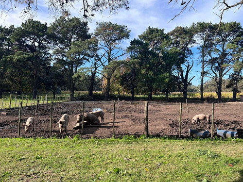 Imagen 8 de 14 de Venta Campo 115 Hectareas Ganadero Con Casco 700 Mts