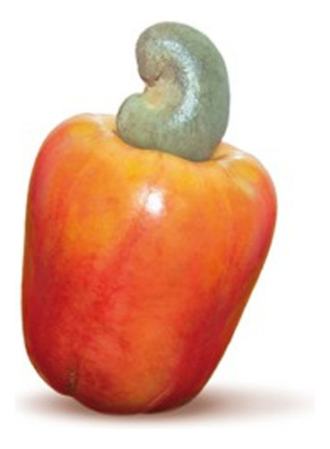 Muda De Caju Anão Vermelho C/ Produção Precoce Todos Climas