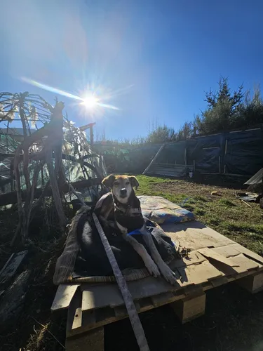 Guardería & Pensionado Canino En Bariloche Sin Jaulas