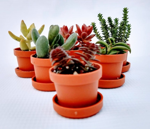 Suculentas Mini Mix 70 Pzas Envio Gratis