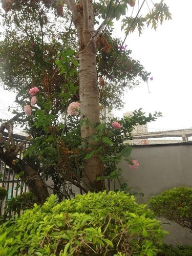 Imagem 7 de 15 de Casa Em Vila Santa Clara - São Paulo - 3867