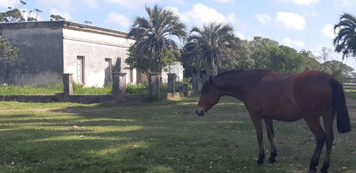 Imagen 6 de 9 de Campo En Venta En Rocha