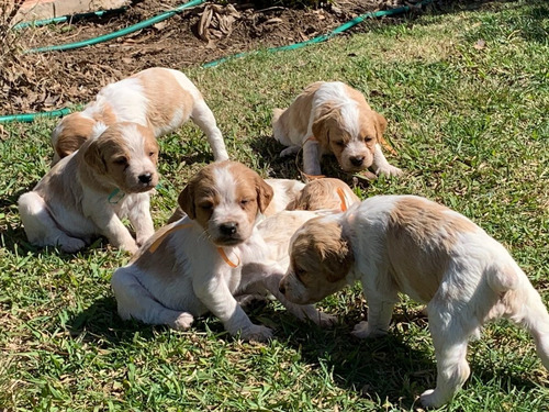 Cachorros Bretones Inscritos