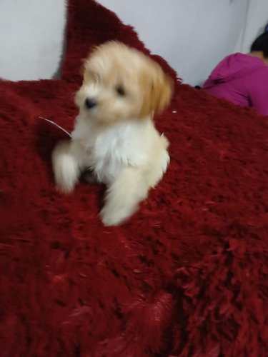Maltipoo O Poodle Maltes (Usado)
