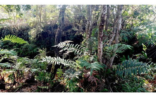 Alerce Parcela 5000 M2 Conlinda Con Estero Rio Negro