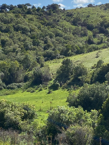 Exclusivo Campo Criador 535hás, Coneat 80. Buen Acceso.