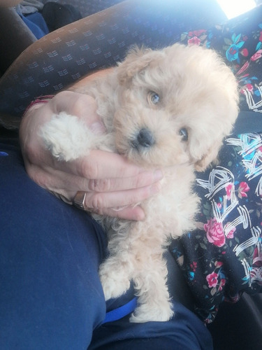 Caniche Mini