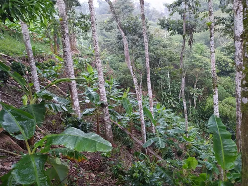 Venta De Finca Agropecuaria En La Martinica, Ibagué