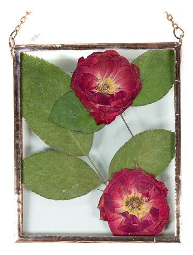 Herbario Mini Rosas