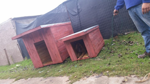 Cucha Grande Perros Grande