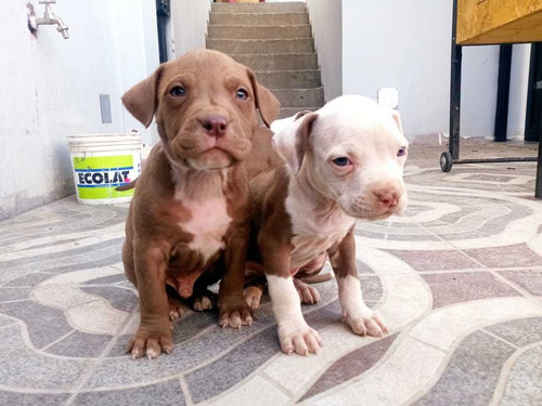 Imagen 4 de 5 de Vendo Cachorros Pitbull