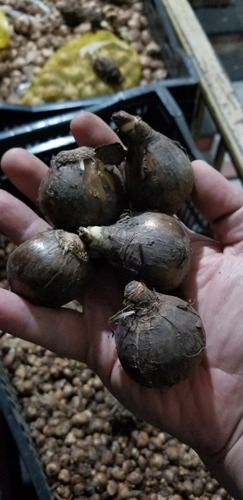 Imagen 2 de 4 de Bulbos De Junquillo Blanco X 3 Bulbos Importados De Holanda